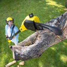 Trusted Pemberton Heights, NJ Tree Removal and Landscaping Services Experts